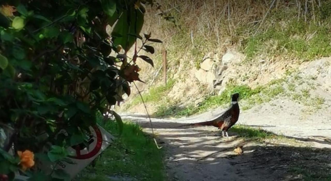 Romantic Casa Lorenzina Affittacamere Ventimiglia Kültér fotó
